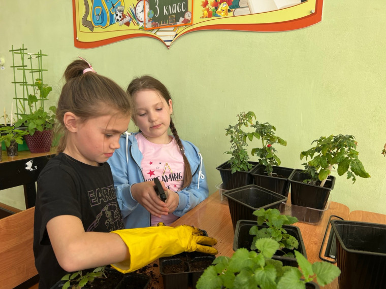 Ученики 3 класса МБОУ «Афанасьевская СОШ»   посадили семена петунии.